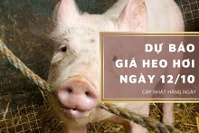 Dự báo giá heo hơi ngày 12/10: Xu hướng tăng giảm trái chiều vẫn tiếp tục?