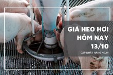 Giá heo hơi hôm nay 13/10: Tăng nhẹ 1.000 đồng/kg ở hai miền Bắc và Nam