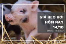 Giá heo hơi hôm nay 14/10: Giảm từ 1.000 đồng/kg đến 3.000 đồng/kg