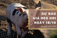 Dự báo giá heo hơi ngày 18/10: Thị trường sẽ tăng trở lại?