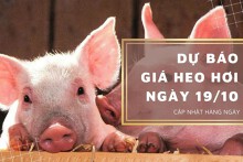 Dự báo giá heo hơi ngày 19/10: Tiếp tục tăng giảm không đồng nhất?