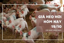 Giá heo hơi hôm nay 19/10: Tăng cao nhất 3.000 đồng/kg