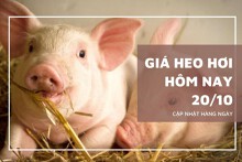Giá heo hơi hôm nay 20/10: Biến động trái chiều tại một số tỉnh thành khu vực phía Nam