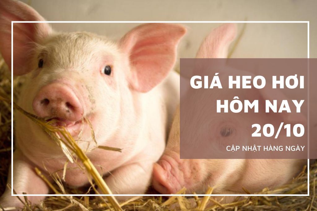 Giá heo hơi hôm nay 20/10