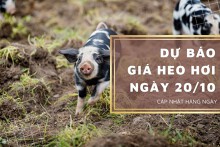 Dự báo giá heo hơi ngày 20/10: Một vài nơi sẽ duy trì đà tăng?