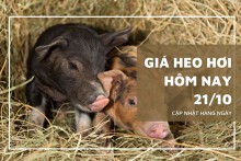 Giá heo hơi hôm nay 21/10: Điều chỉnh trái chiều từ 1.000 đồng/kg đến 3.000 đồng/kg