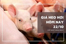 Giá heo hơi hôm nay 22/10: Tiếp tục đi ngang trên diện rộng