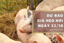Dự báo giá heo hơi ngày 22/10: Các địa phương sẽ tăng giảm trái chiều?