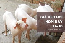 Giá heo hơi hôm nay 24/10: Tiếp tục đứng yên, cao nhất đạt 62.000 đồng/kg