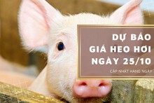 Dự báo giá heo hơi ngày 25/10: Các địa phương sẽ quay đầu tăng trở lại?