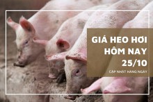 Giá heo hơi hôm nay 25/10: Đồng loạt giảm từ 1.000 đồng/kg đến 3.000 đồng/kg