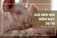 Giá heo hơi hôm nay 26/10: Tiếp tục giảm từ 1.000 đồng/kg đến 3.000 đồng/kg tại nhiều khu vực
