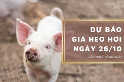 Dự báo giá heo hơi ngày 26/10: Chiều hướng giảm vẫn tiếp diễn tại nhiều nơi?