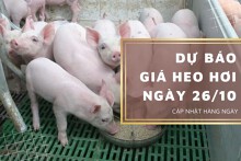 Dự báo giá heo hơi ngày 27/10: Nhiều địa phương tiếp tục điều chỉnh giảm?