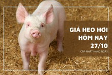 Giá heo hơi hôm nay 27/10: Giảm cao nhất 2.000 đồng/kg