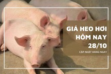 Giá heo hơi hôm nay 28/10: Tiếp đà giảm tại nhiều khu vực