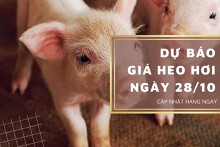 Dự báo giá heo hơi ngày 28/10: Các địa phương sẽ tiếp đà đi xuống?