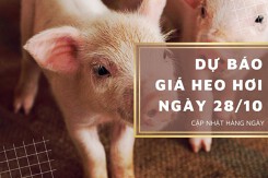 Dự báo giá heo hơi ngày 28/10: Các địa phương sẽ tiếp đà đi xuống?