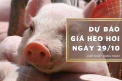 Dự báo giá heo hơi ngày 29/10: Nhiều địa phương tiếp tục điều chỉnh giảm?