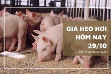 Giá heo hơi hôm nay 29/10: Biến động không đồng nhất giữa các khu vực