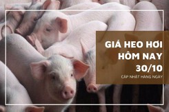 Giá heo hơi hôm nay 30/10: Xu hướng giảm tiếp tục kéo dài trong tuần tới?