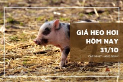 Giá heo hơi hôm nay 31/10: Giảm 1.000 đồng/kg rải rác ở hai miền Bắc và Nam