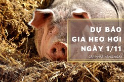Dự báo giá heo hơi ngày 1/11: Xu hướng giảm vẫn tiếp tục duy trì?