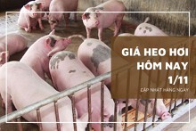 Giá heo hơi hôm nay 1/11: Ghi nhận mức giảm cao nhất 3.000 đồng/kg