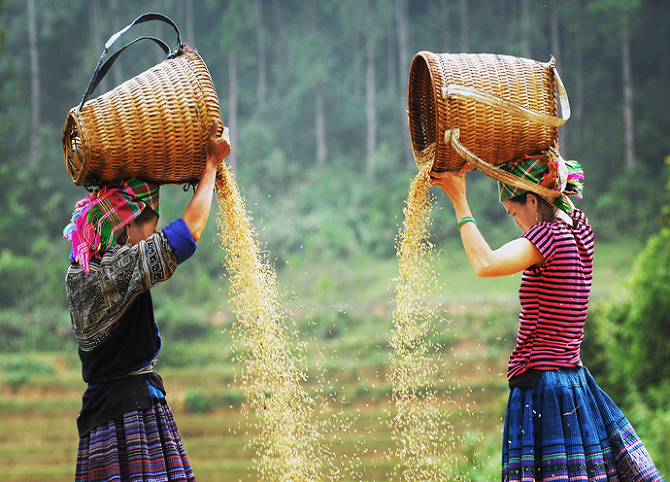 Tết Cơm Mới là gì? Nét độc đáo trong Tết Com Mới của người dân tộc