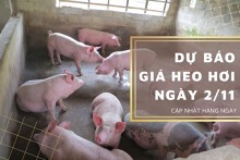 Dự báo giá heo hơi ngày 2/11: Tiếp đà giảm trên cả nước?