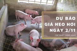 Dự báo giá heo hơi ngày 2/11: Tiếp đà giảm trên cả nước?