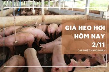 Giá heo hơi hôm nay 2/11: Tiếp đà giảm thêm từ 1.000 đồng/kg đến 2.000 đồng/kg