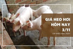 Giá heo hơi hôm nay 3/11: Giảm từ 1.000 đồng/kg đến 2.000 đồng/kg