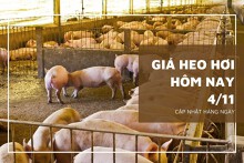 Giá heo hơi hôm nay 4/11: Điều chỉnh giảm cao nhất 2.000 đồng/kg