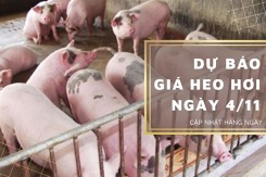 Dự báo giá heo hơi ngày 4/11: Xu hướng giảm vẫn tiếp tục tại nhiều địa phương?
