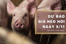 Dự báo giá heo hơi ngày 5/11: Đà giảm vẫn tiếp diễn tại một số địa phương?