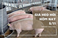 Giá heo hơi hôm nay 5/11: Giảm cao nhất 3.000 đồng/kg