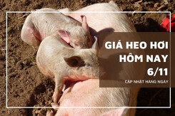 Giá heo hơi hôm nay 6/11: Các địa phương tiếp đà đi xuống trong tuần tới?