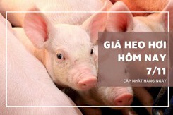Giá heo hơi hôm nay 7/11: Đi ngang tại một loạt tỉnh, thành