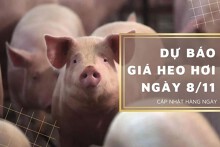 Dự báo giá heo hơi ngày 8/11: Nhiều tỉnh, thành duy trì xu hướng giảm?