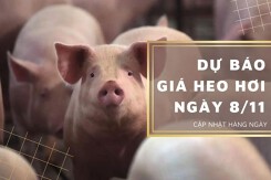 Dự báo giá heo hơi ngày 8/11: Nhiều tỉnh, thành duy trì xu hướng giảm?