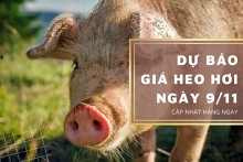Dự báo giá heo hơi ngày 9/11: Các tỉnh thành sẽ tăng trở lại?