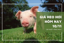 Giá heo hơi hôm nay 10/11: Tăng giảm trái chiều từ 1.000 đồng/kg đến 2.000 đồng/kg
