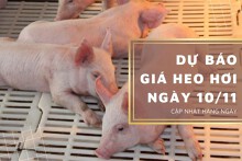 Dự báo giá heo hơi ngày 10/11: Tiếp tục đà tăng tại nhiều địa phương?