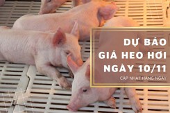 Dự báo giá heo hơi ngày 10/11: Tiếp tục đà tăng tại nhiều địa phương?