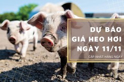 Dự báo giá heo hơi ngày 11/11: Thị trường vẫn biến động trái chiều?