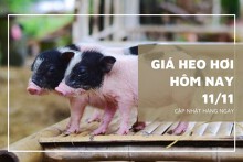 Giá heo hơi hôm nay 11/11: Tăng rải rác từ 1.000 đồng/kg đến 2.000 đồng/kg