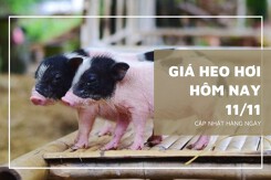 Giá heo hơi hôm nay 11/11: Tăng rải rác từ 1.000 đồng/kg đến 2.000 đồng/kg
