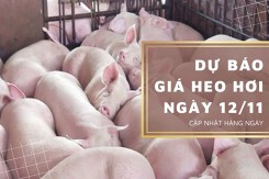 Dự báo giá heo hơi ngày 12/11: Một số địa phương duy trì đà tăng?