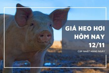 Giá heo hơi hôm nay 12/11: Giảm rải rác từ 1.000 đồng/kg đến 2.000 đồng/kg